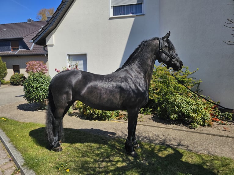 Fries paard Merrie 11 Jaar 162 cm Zwart in Wittenburg
