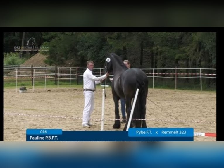 Fries paard Merrie 11 Jaar 162 cm Zwart in Waldfeucht