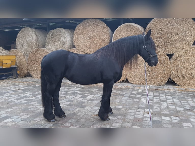 Fries paard Merrie 11 Jaar 162 cm Zwart in Waldfeucht