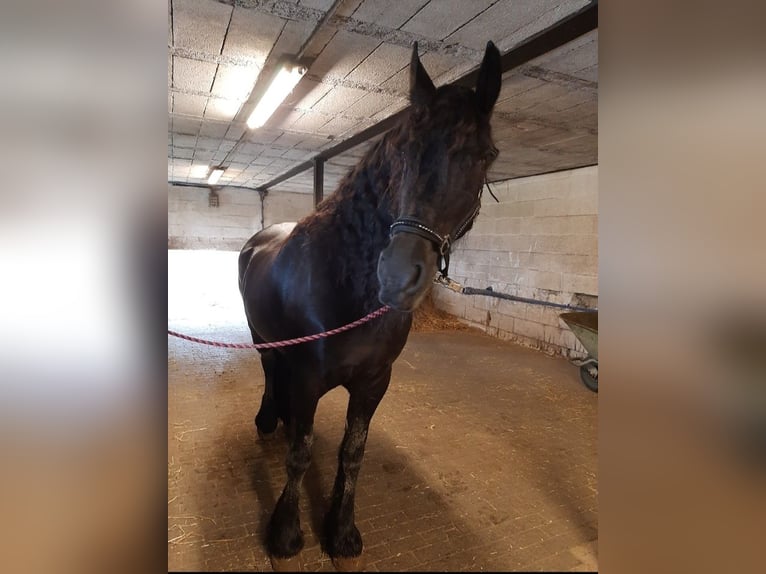 Fries paard Merrie 11 Jaar 162 cm Zwart in Waldfeucht