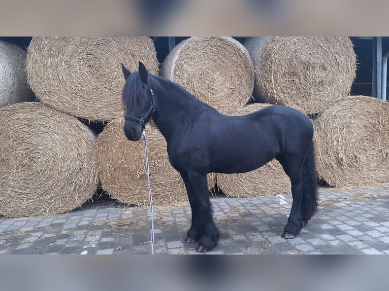 Fries paard Merrie 11 Jaar 162 cm Zwart in Waldfeucht