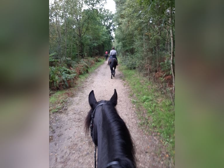 Fries paard Merrie 11 Jaar 162 cm Zwart in Waldfeucht