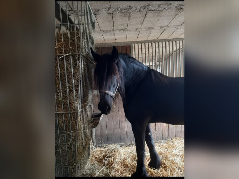 Fries paard Merrie 11 Jaar 162 cm Zwart in Waldfeucht