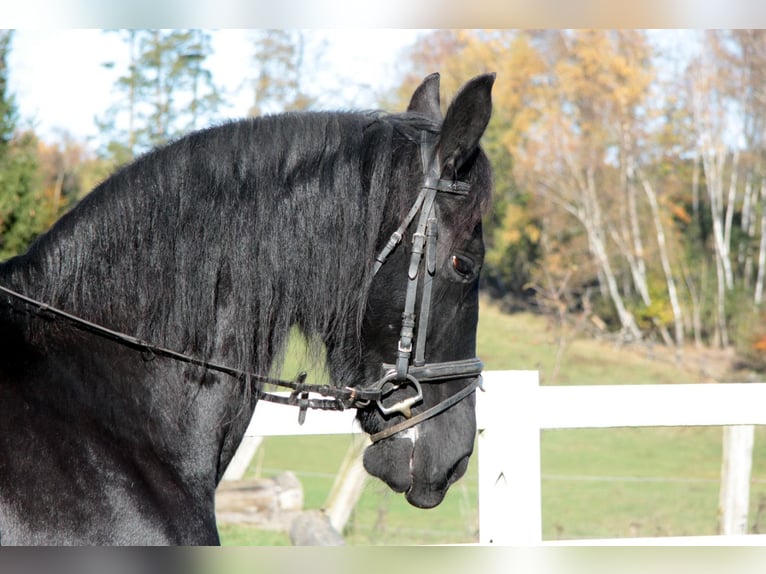 Fries paard Merrie 11 Jaar 162 cm Zwart in Großalmerode