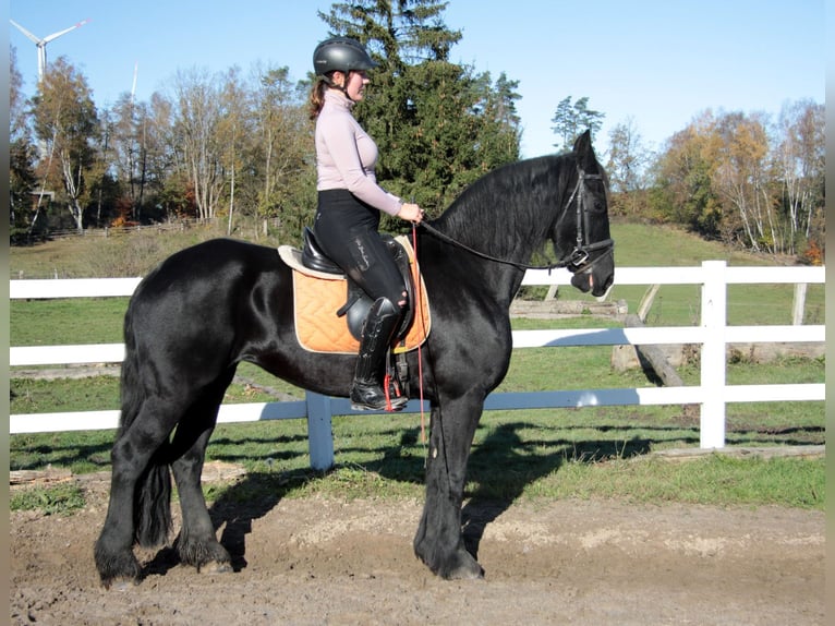 Fries paard Merrie 11 Jaar 162 cm Zwart in Großalmerode