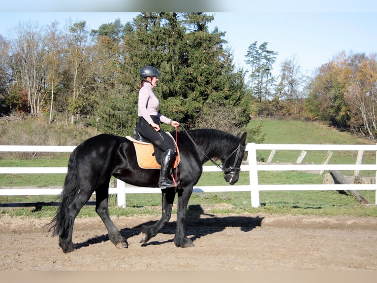 Fries paard Merrie 11 Jaar 162 cm Zwart in Großalmerode