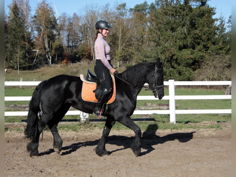 Fries paard Merrie 11 Jaar 162 cm Zwart in Großalmerode