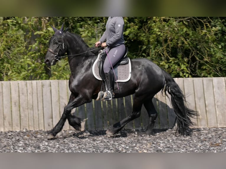 Fries paard Merrie 11 Jaar 163 cm Zwart in Mandelbachtal
