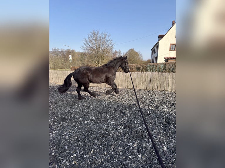 Fries paard Merrie 11 Jaar 163 cm Zwart in Mandelbachtal
