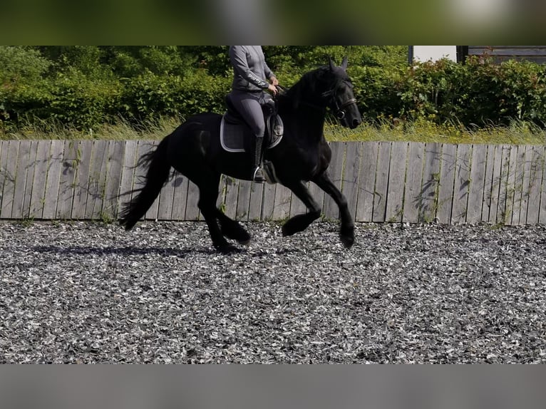 Fries paard Merrie 11 Jaar 163 cm Zwart in Mandelbachtal
