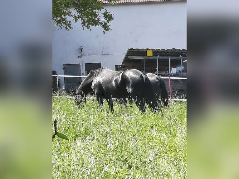 Fries paard Mix Merrie 11 Jaar 163 cm Zwart in Bad Mergentheim