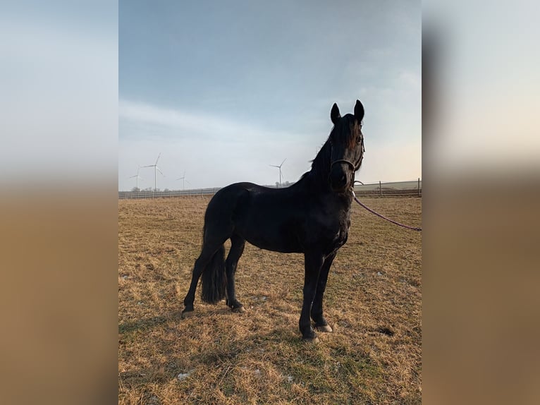 Fries paard Mix Merrie 11 Jaar 163 cm Zwart in Bad Mergentheim