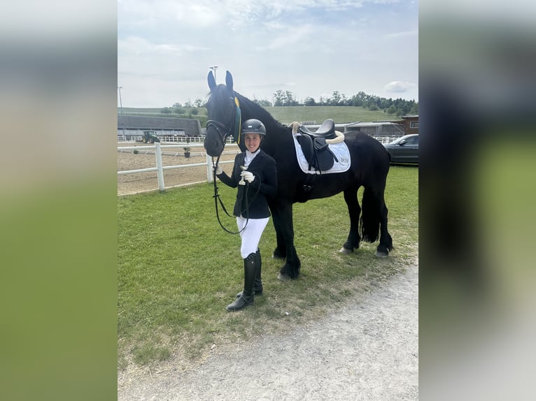 Fries paard Merrie 11 Jaar 165 cm Zwart in Ramsau