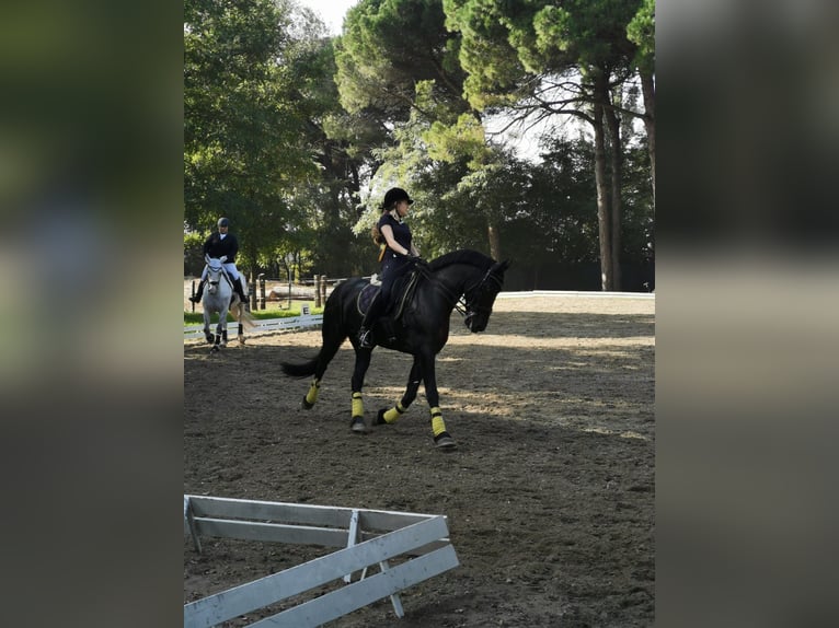 Fries paard Merrie 11 Jaar 165 cm Zwart in Montorio Romano