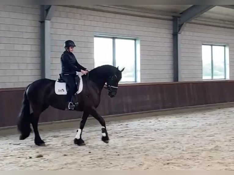 Fries paard Merrie 11 Jaar 165 cm Zwart in Nijega