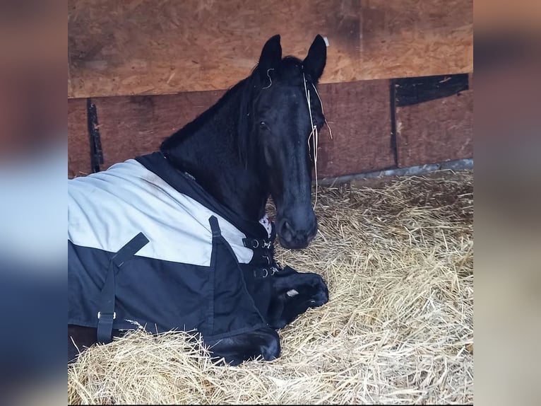 Fries paard Mix Merrie 11 Jaar 165 cm Zwart in Grebenau
