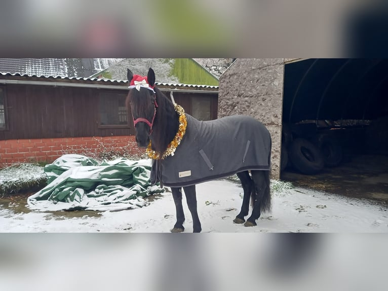 Fries paard Mix Merrie 11 Jaar 165 cm Zwart in Grebenau