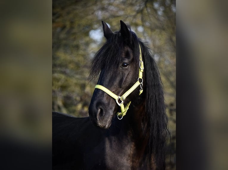 Fries paard Mix Merrie 11 Jaar 165 cm Zwart in Grebenau