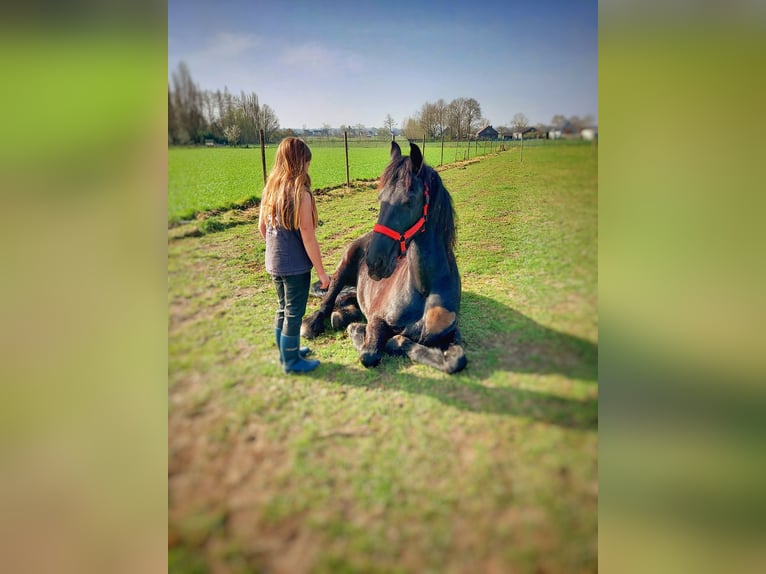 Fries paard Merrie 11 Jaar 165 cm Zwart in Lievegem