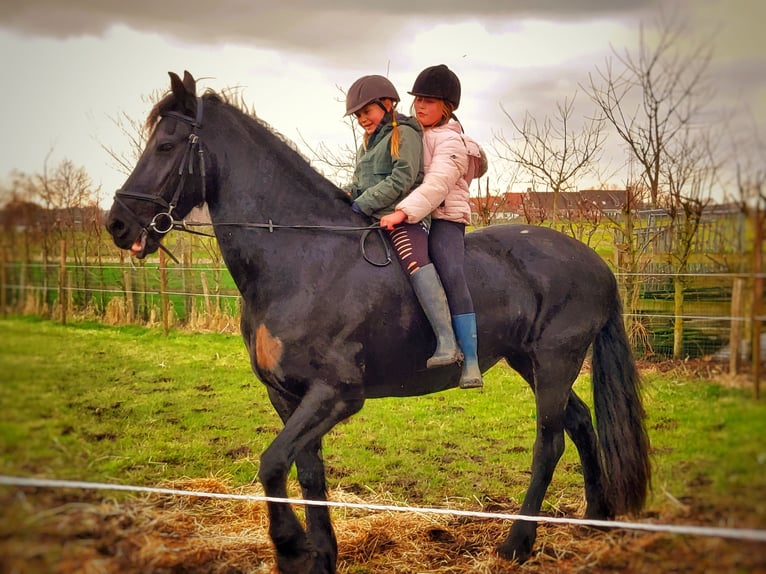 Fries paard Merrie 11 Jaar 165 cm Zwart in Lievegem