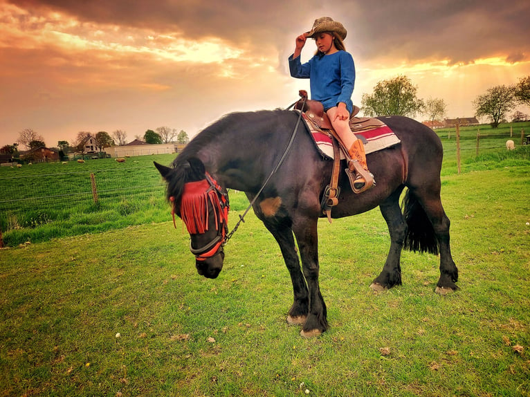 Fries paard Merrie 11 Jaar 165 cm Zwart in Lievegem