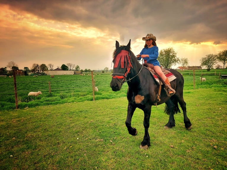 Fries paard Merrie 11 Jaar 165 cm Zwart in Lievegem