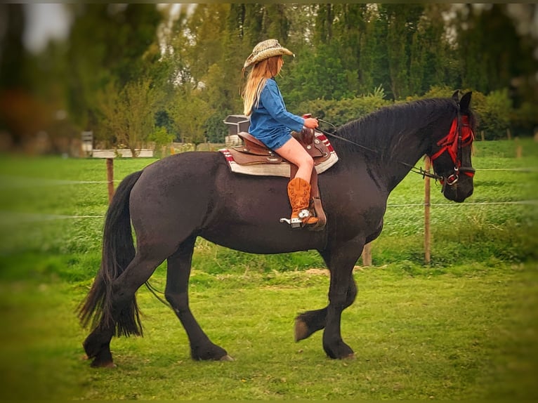 Fries paard Merrie 11 Jaar 165 cm Zwart in Lievegem