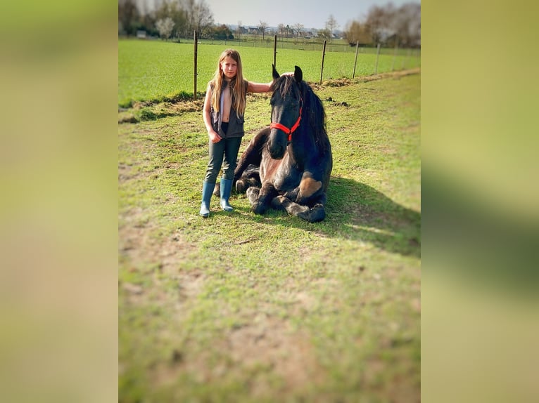 Fries paard Merrie 11 Jaar 165 cm Zwart in Lievegem