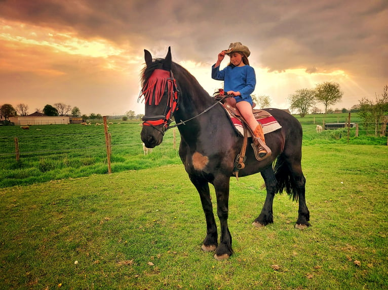 Fries paard Merrie 11 Jaar 165 cm Zwart in Lievegem