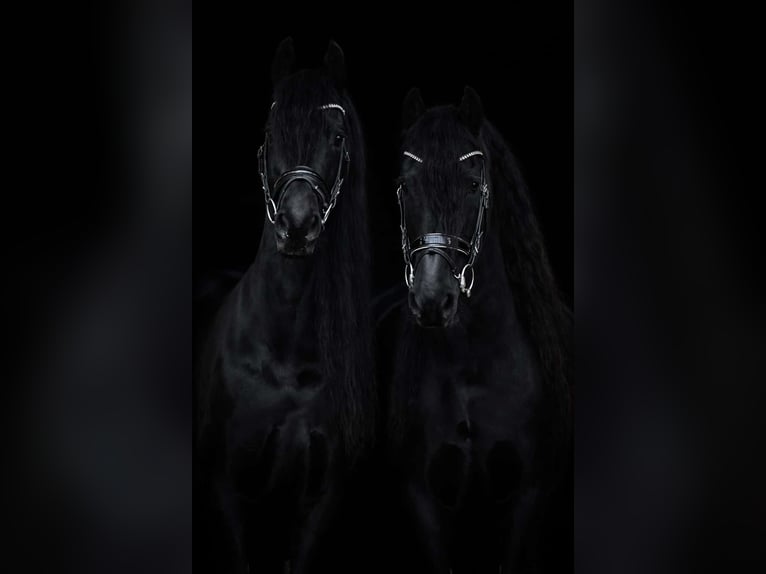 Fries paard Merrie 11 Jaar 165 cm Zwart in Nettersheim