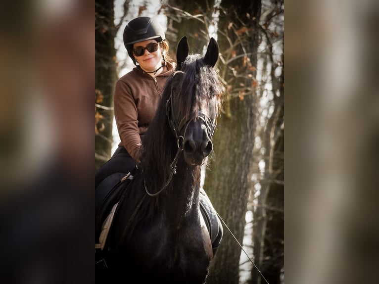 Fries paard Merrie 11 Jaar 165 cm Zwart in Nettersheim