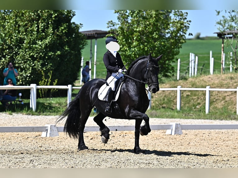 Fries paard Merrie 11 Jaar 166 cm Zwart in Korneuburg