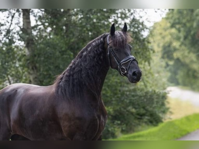 Fries paard Merrie 11 Jaar 167 cm Zwart in Nunspeet