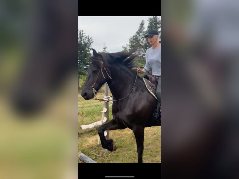 Fries paard Merrie 11 Jaar 167 cm Zwart in Baruth/Mark