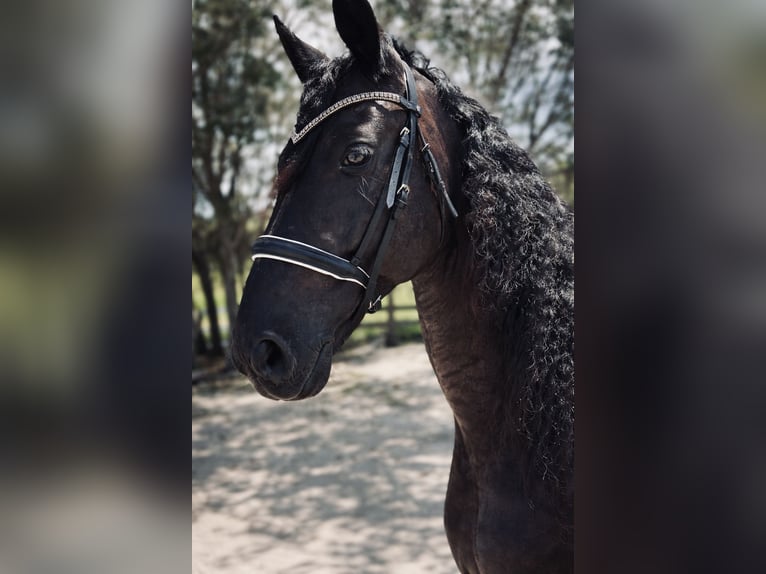 Fries paard Merrie 11 Jaar 168 cm Zwart in Land O Lakes