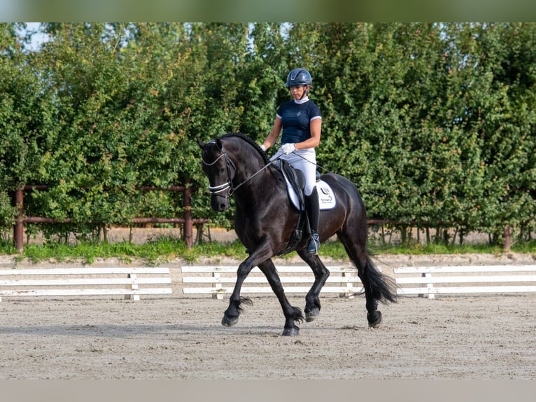 Fries paard Merrie 11 Jaar 168 cm Zwart in Britswert