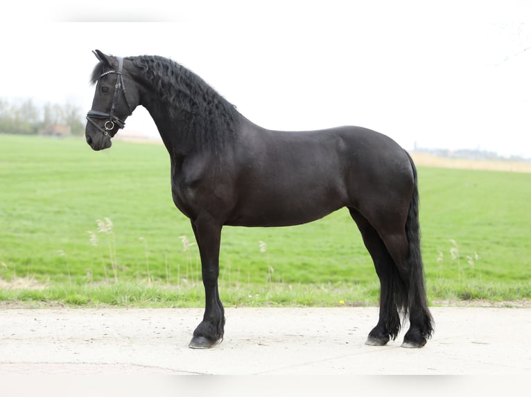 Fries paard Merrie 11 Jaar 168 cm Zwart in Britswert