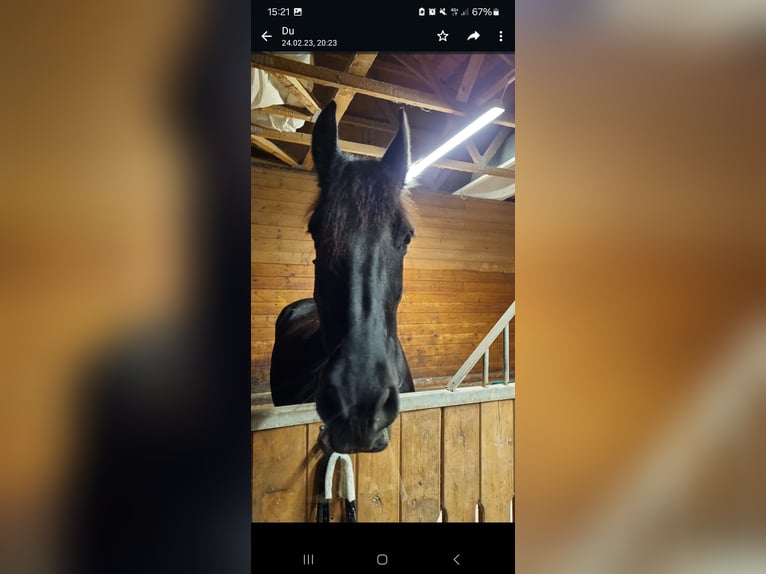 Fries paard Merrie 11 Jaar 170 cm Zwart in Kottingbrunn