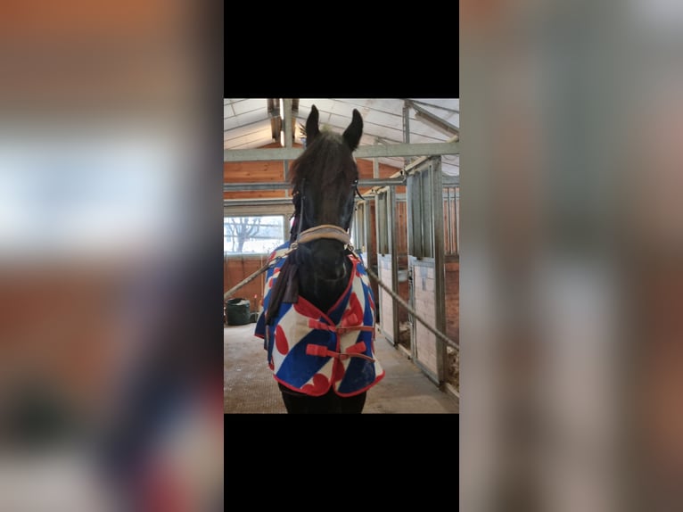 Fries paard Merrie 11 Jaar 170 cm Zwart in Kottingbrunn