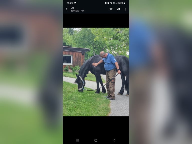 Fries paard Merrie 11 Jaar 170 cm Zwart in Kottingbrunn