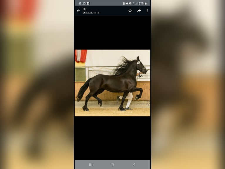 Fries paard Merrie 11 Jaar 170 cm Zwart in Kottingbrunn
