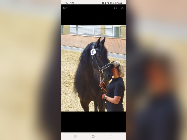 Fries paard Merrie 11 Jaar 170 cm Zwart in Kottingbrunn