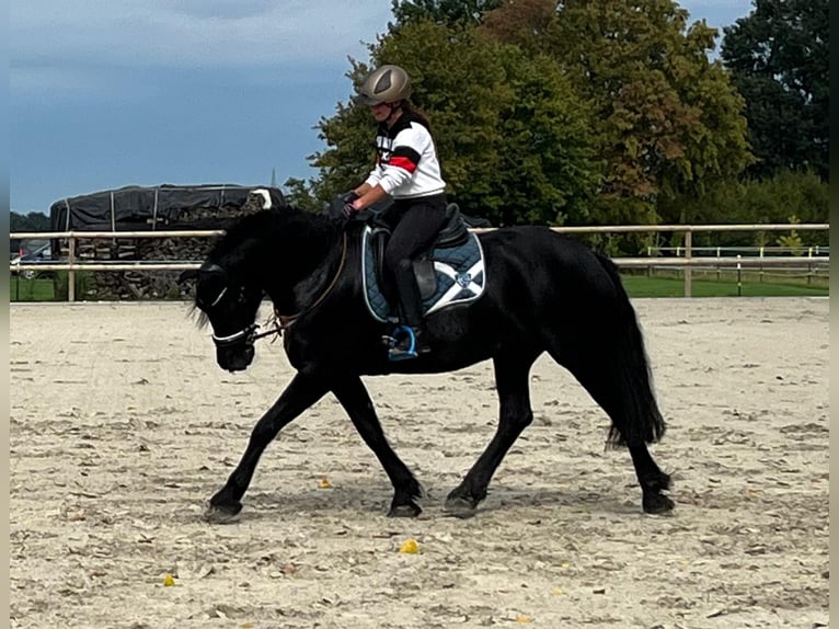 Fries paard Merrie 11 Jaar 170 cm Zwart in Großheide