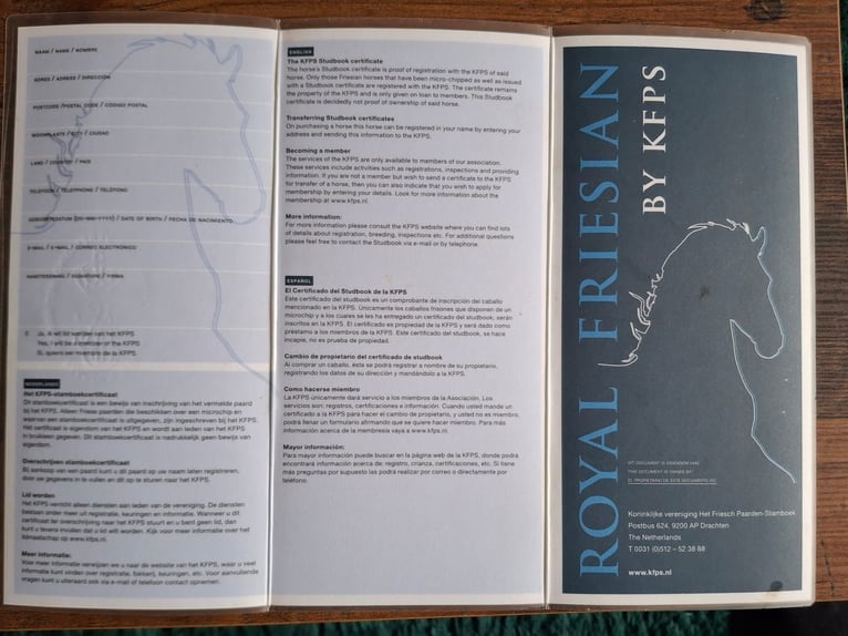 Fries paard Merrie 11 Jaar 172 cm Zwart in Melsungen