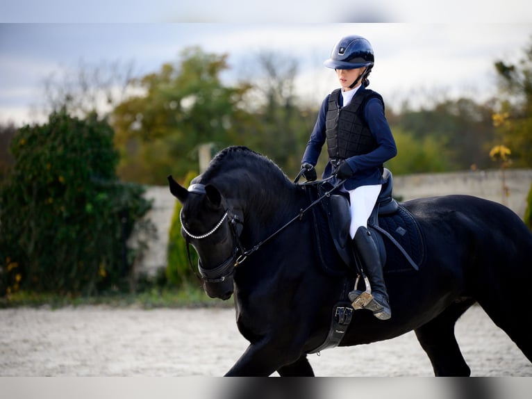 Fries paard Merrie 11 Jaar 175 cm Zwart in Prague 1