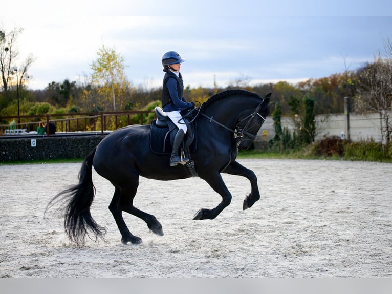 Fries paard Merrie 11 Jaar 175 cm Zwart in Prague 1