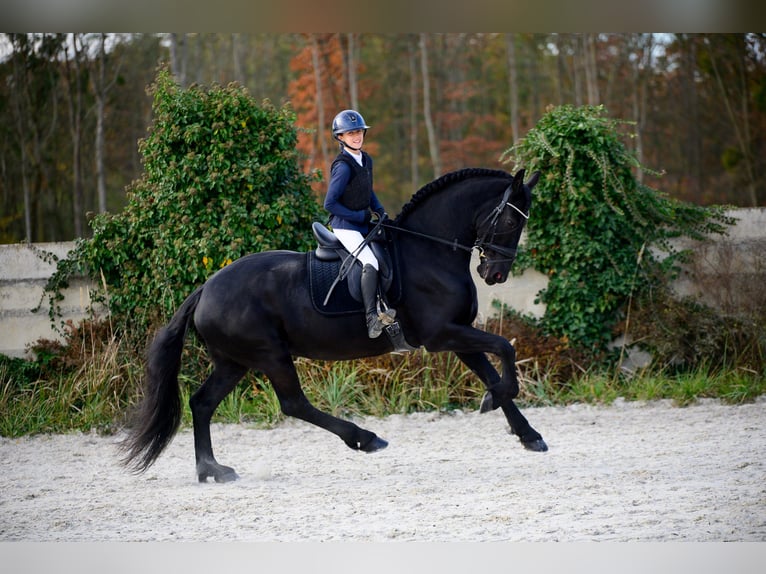 Fries paard Merrie 11 Jaar 175 cm Zwart in Prague 1