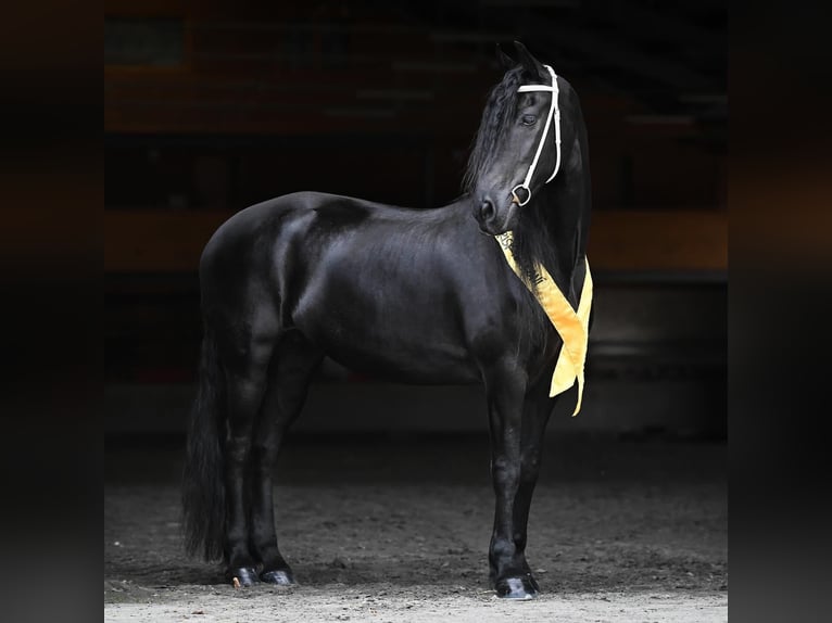 Fries paard Merrie 11 Jaar 175 cm Zwart in Prague 1