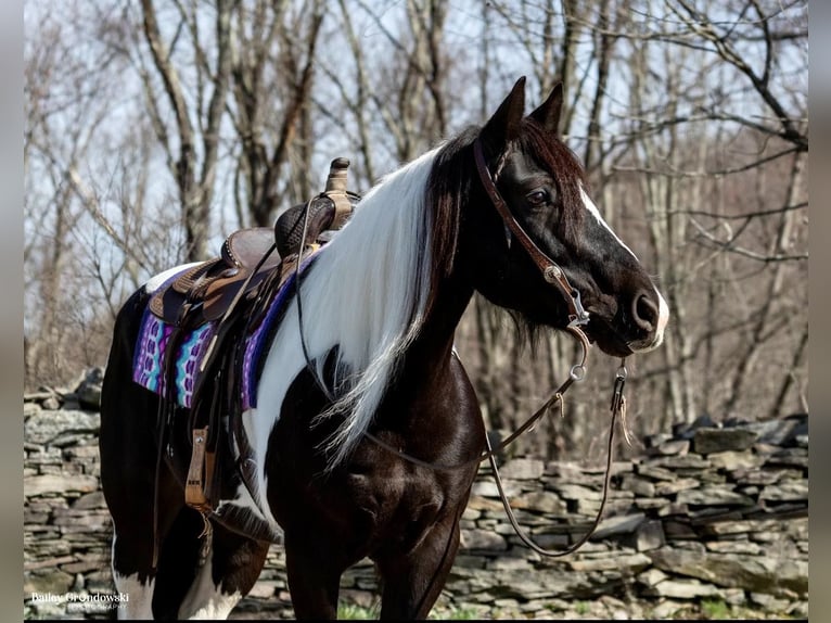 Fries paard Merrie 11 Jaar Tobiano-alle-kleuren in Everett PA