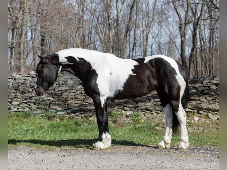 Fries paard Merrie 11 Jaar Tobiano-alle-kleuren in Everett PA